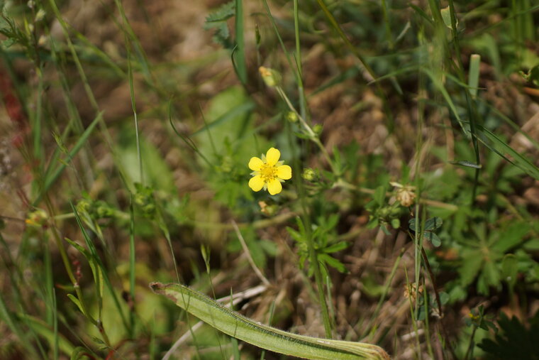 Potentille sp 2