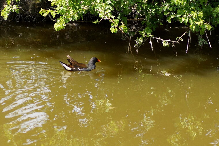 Poule d eau