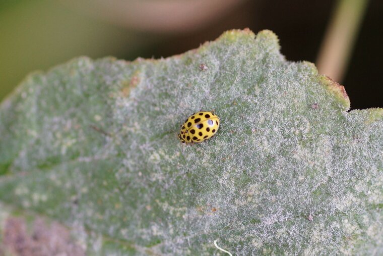 Psyllobora vigintiduopunctata