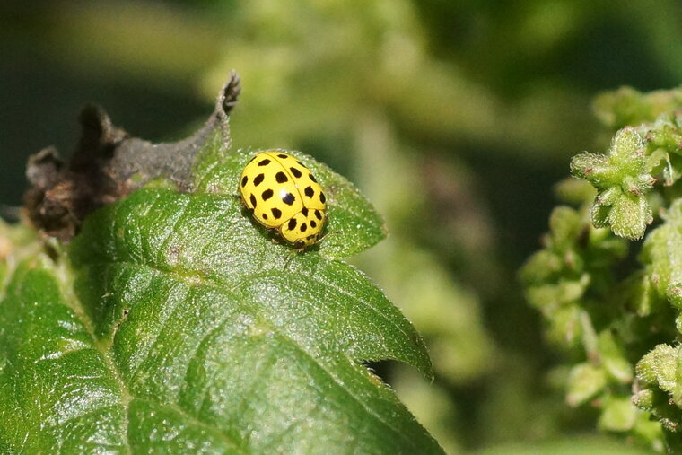 Psyllobora vingitiduopunctata