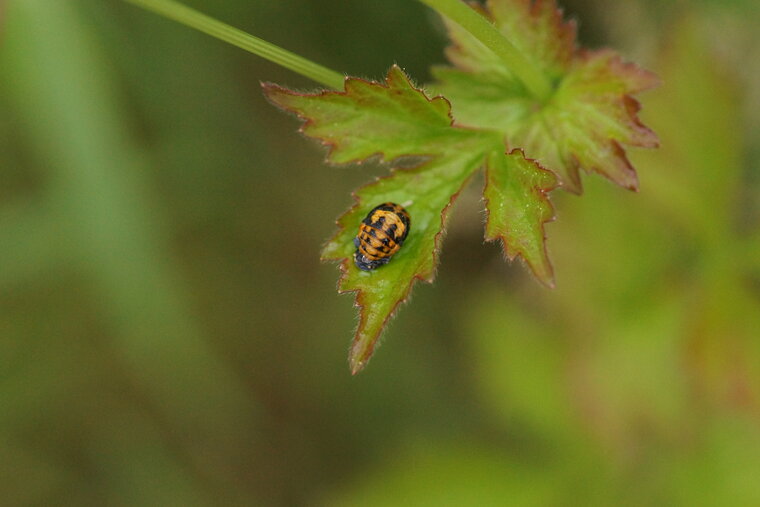 Pupe de Coccinelle