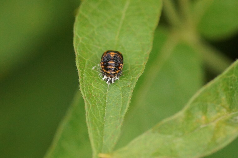 Pupe de Coccinelle avec système d accroche