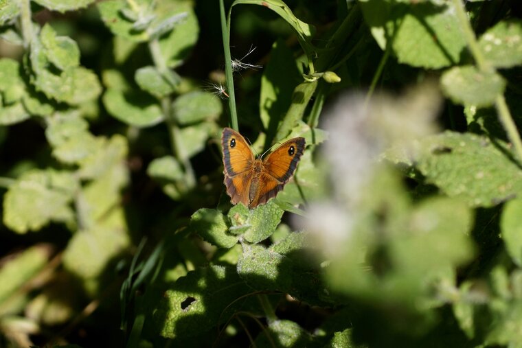 Pyronia tithonus