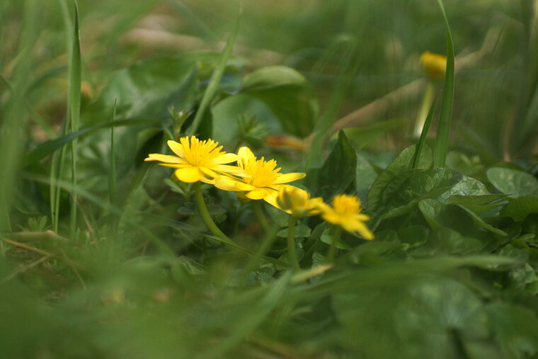 Ranunculus ficaria Ficaire