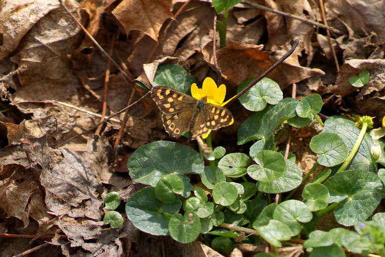 Ranunculus ficaria Ficaire 2