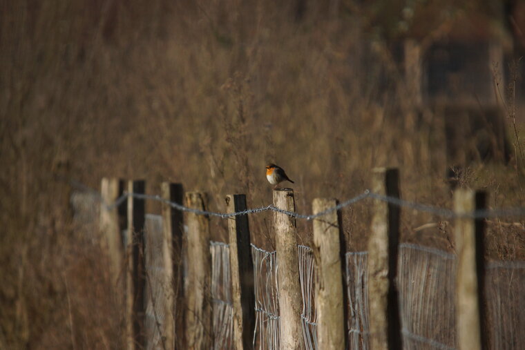 Rouge gorge familier