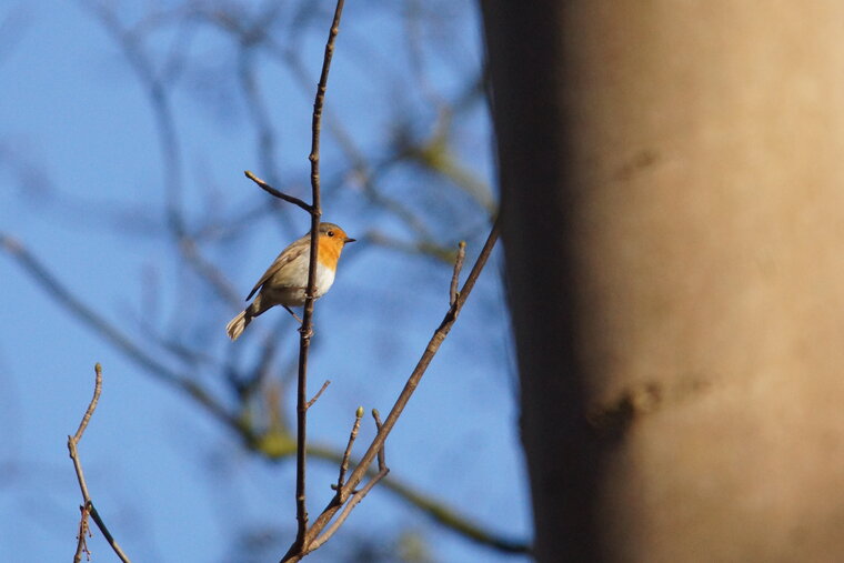 rouge gorge familier