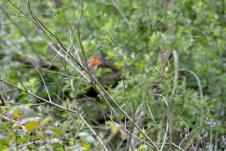 rougegorge