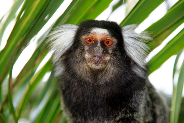 Sagui