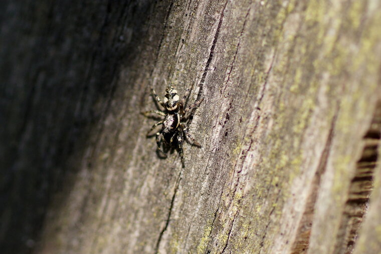 Salticus scenicus