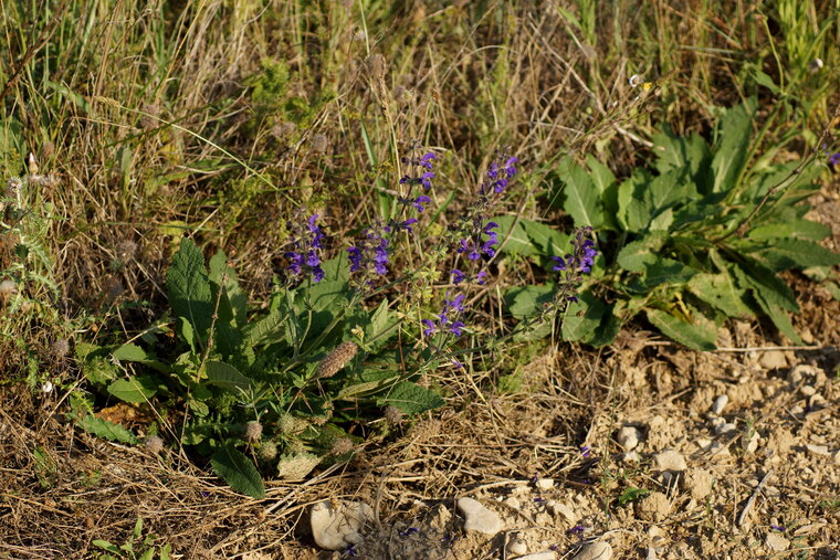 Sauge nemorosa sous réserve