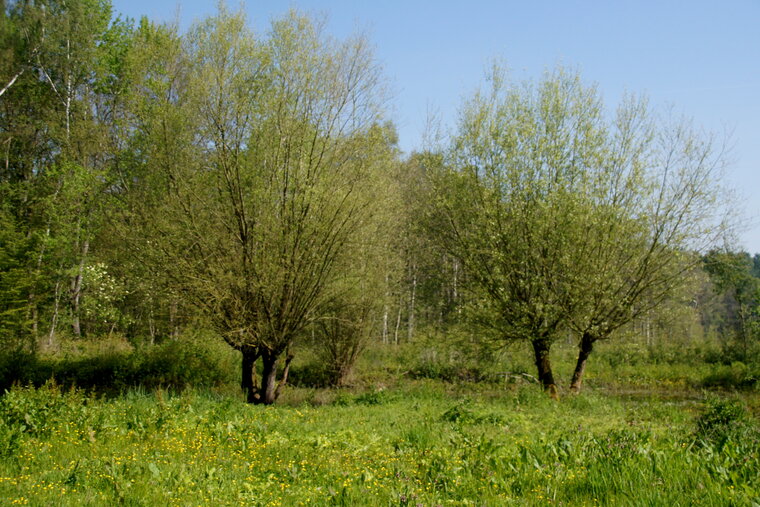 Saules têtards