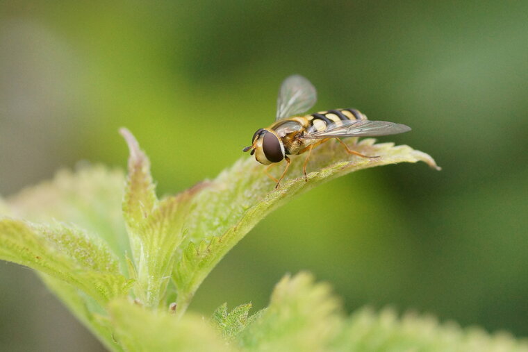 Scaeva pyrastri Syrphe pyrastre 2