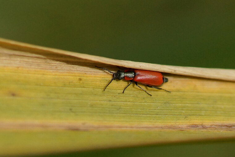 Schizotus pectinicornis