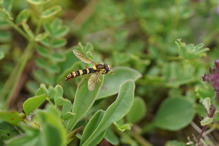 Sphaerophoria scripta Sphérophore noté