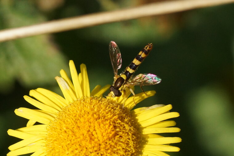 Spherophoria scripta