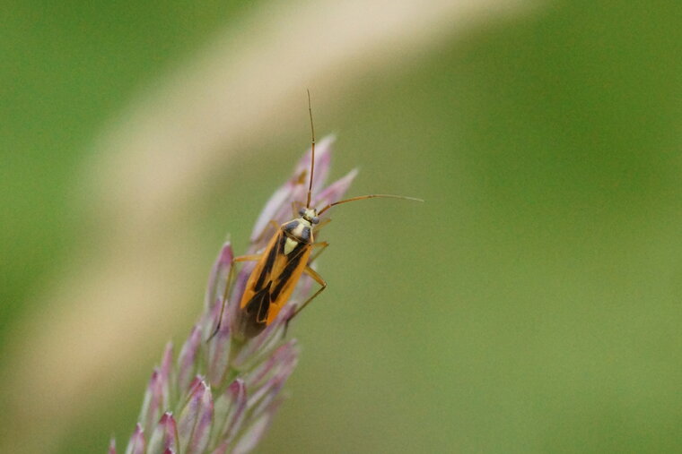 Stenotus binotatus sous réserve