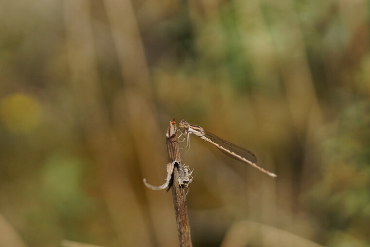 Sympecma fusca Leste brun