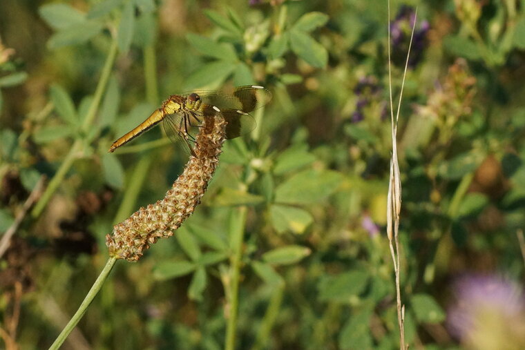 Sympetrum pedemontanum