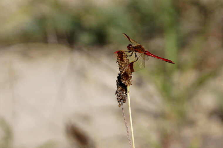 Sympetrum pedemontanum mâle 2