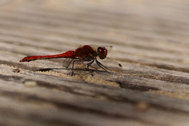 Sympetrum sanguineum