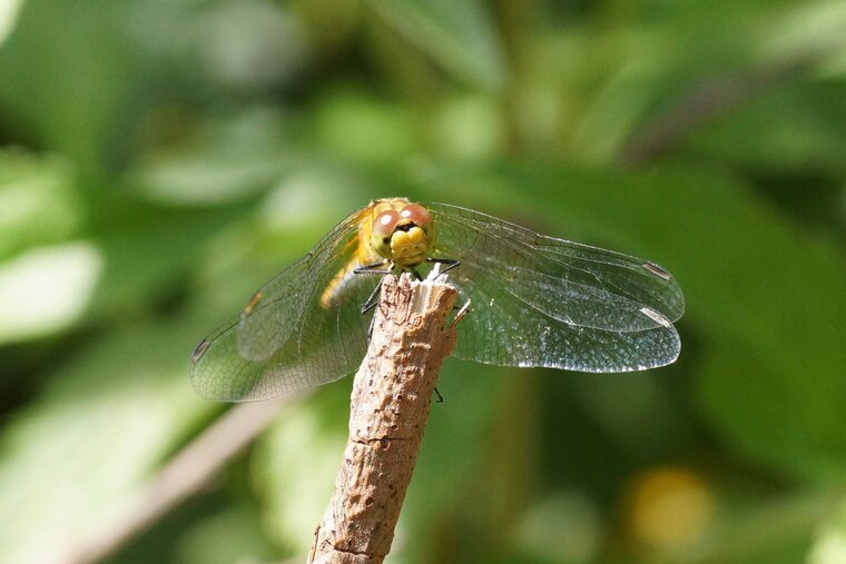 Sympetrum sanguineum immâtureDSC09387