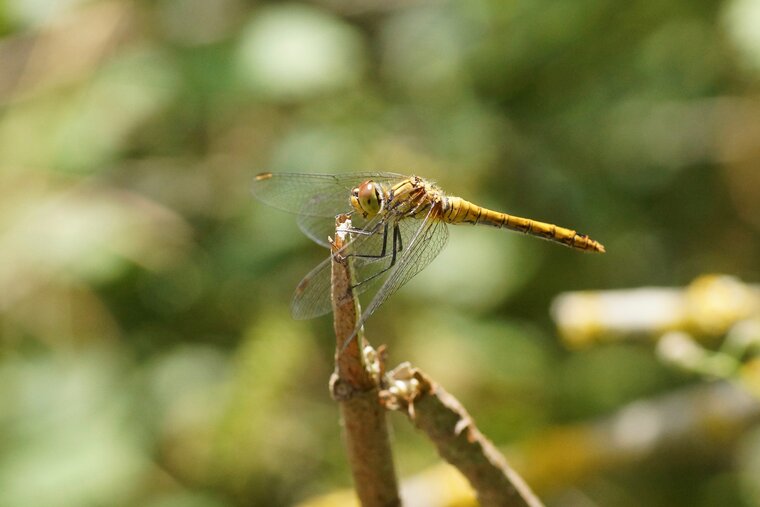 Sympetrum sanguineum immâtureDSC09389