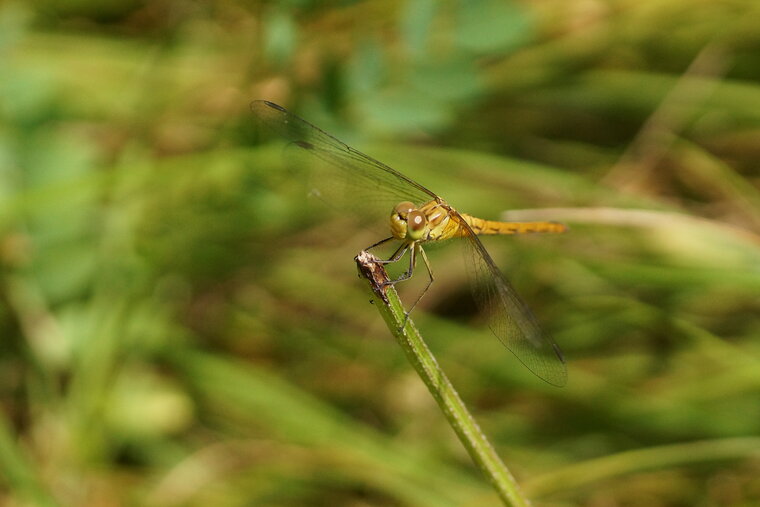 Sympetrum striolatum