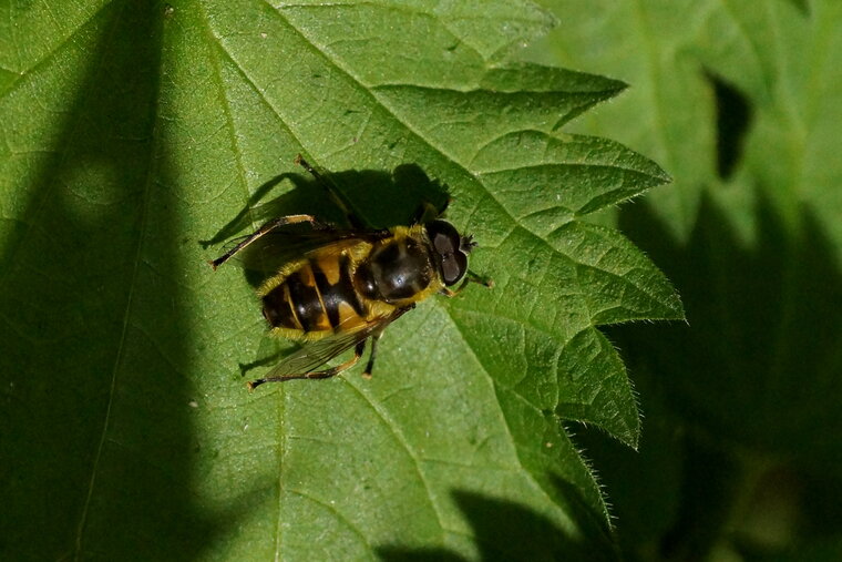 Syrphe Myathropa florea