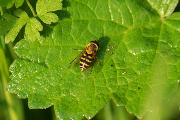 Syrphus ribesii sous réserve