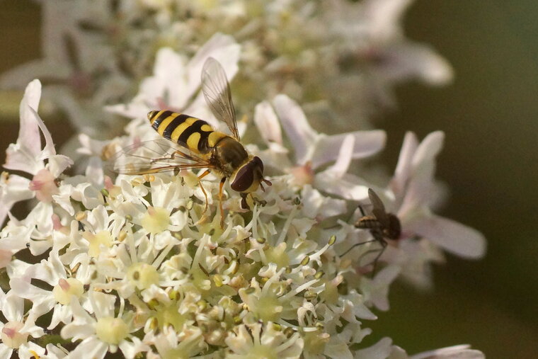 Syrphus sp