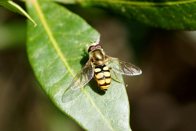 Syrphus sp