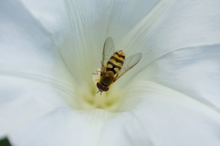 Syrphus sp