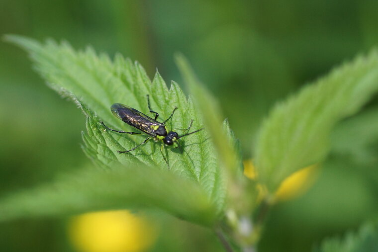 Tenthredo mesomela