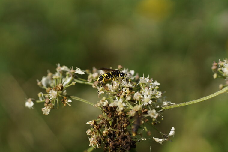 Tenthredo notha ou T scrophulariae ou T marginella