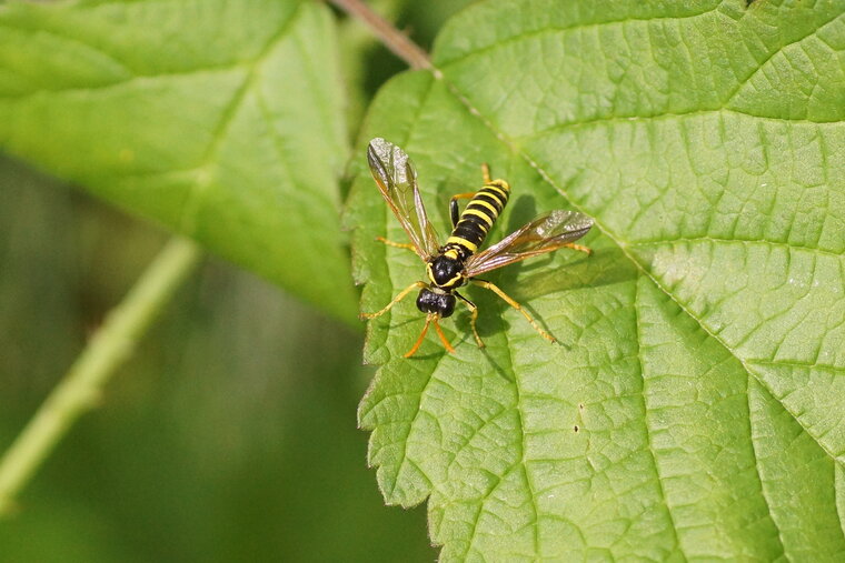 Tenthredo scrophulariae