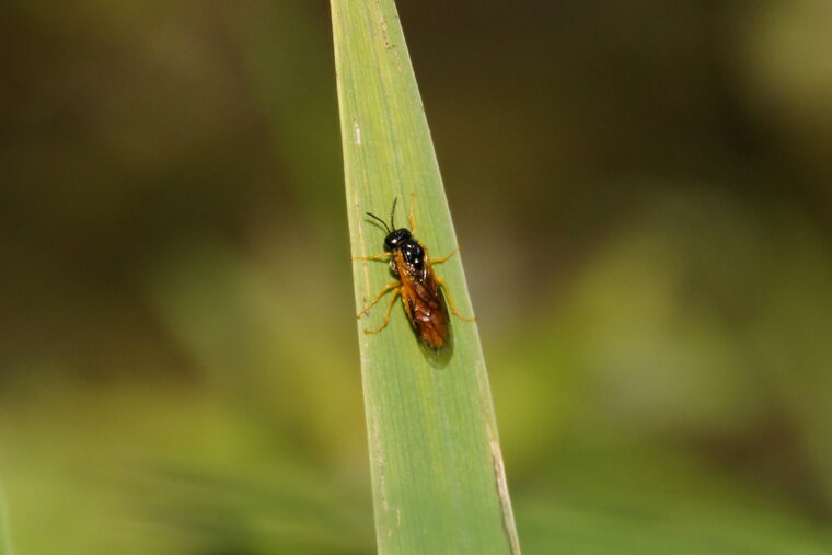 Tentrède sp