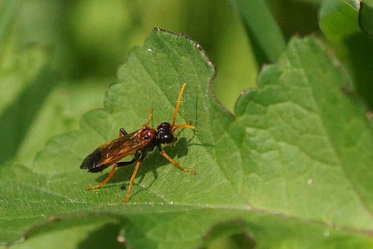 Tentrède sp 2