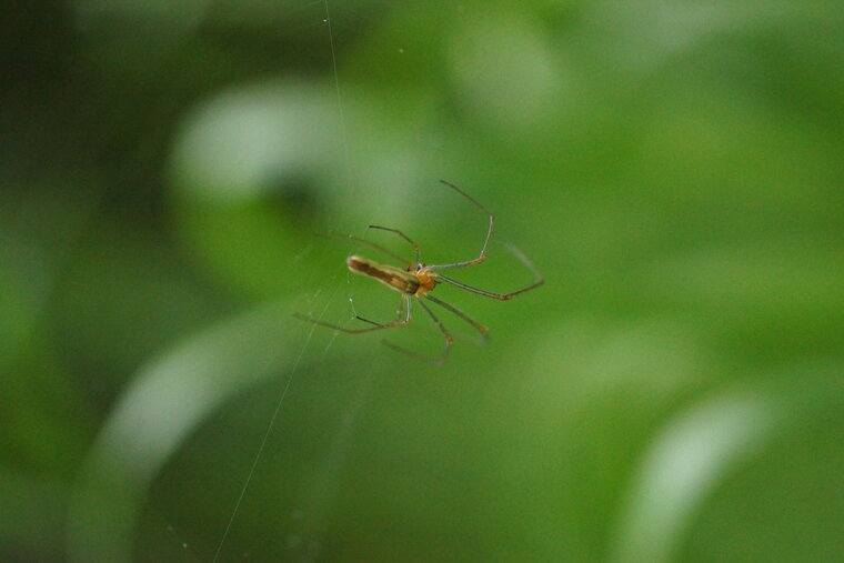 Tetragnatha dorsata sous réserve