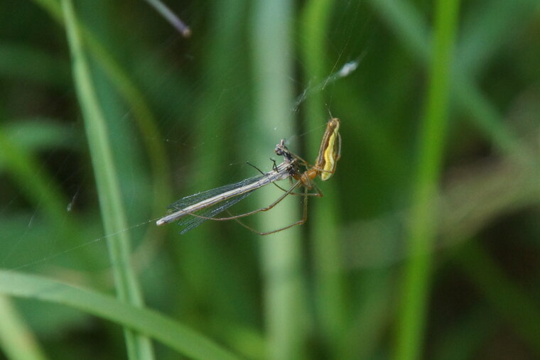 Tétragnatha Vs agrion