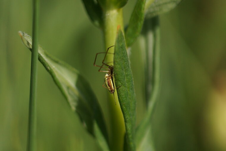 Tetragnathe sp