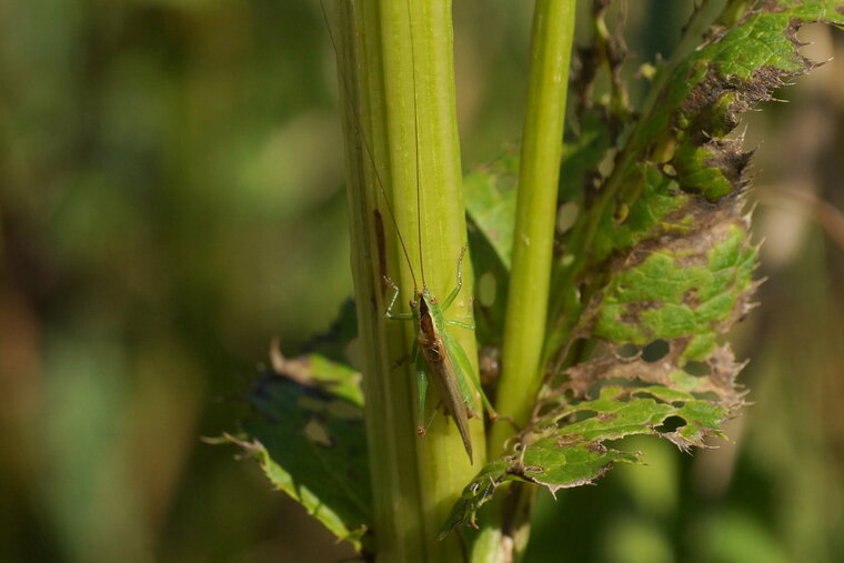 Tettigonia sp