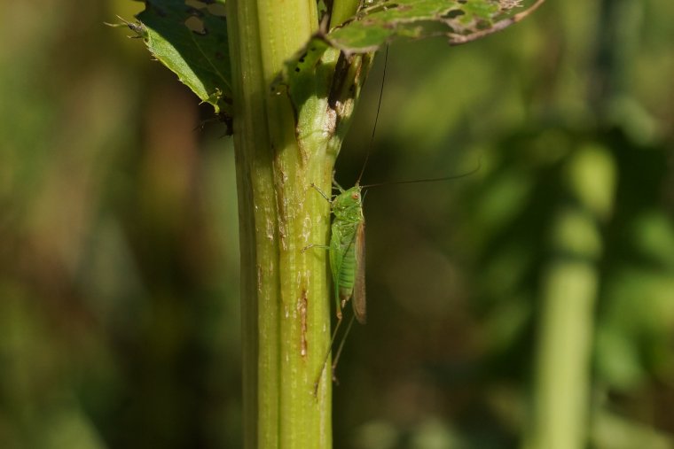 Tettigonia sp 2