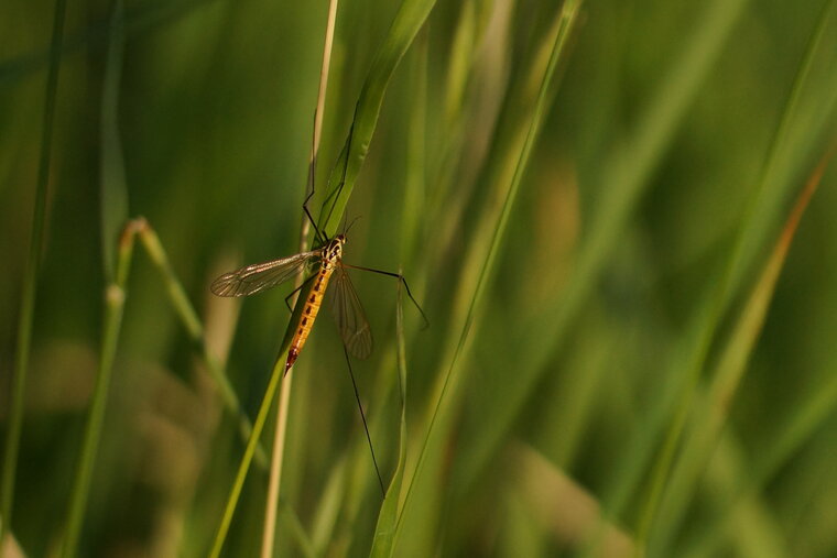 Tipule sp