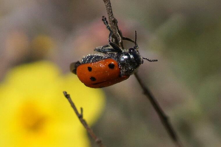 Trichodes Cléridé sous réserve