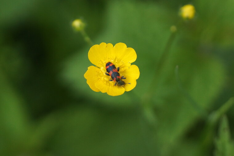 Trichodes alvearius La Trichode des ruches