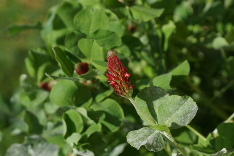 Trifolium sp 2jpg