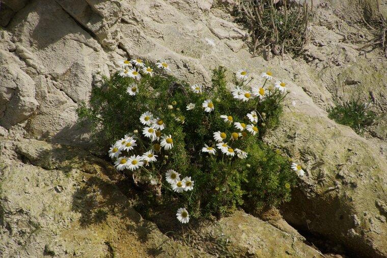 Tripleurospremum maritimum Matricaire maritime