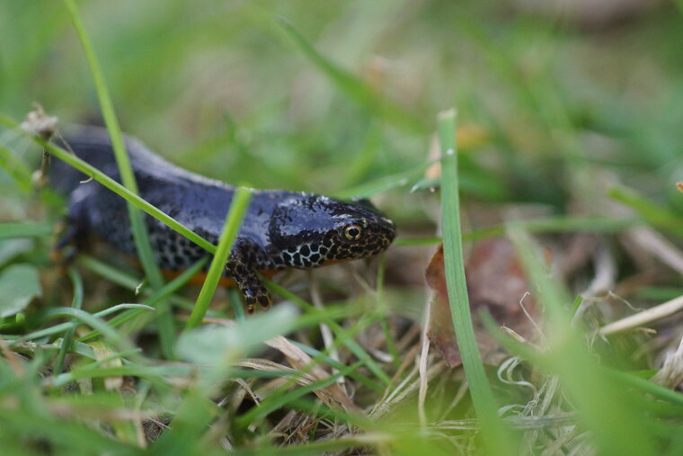 Triton alpestre