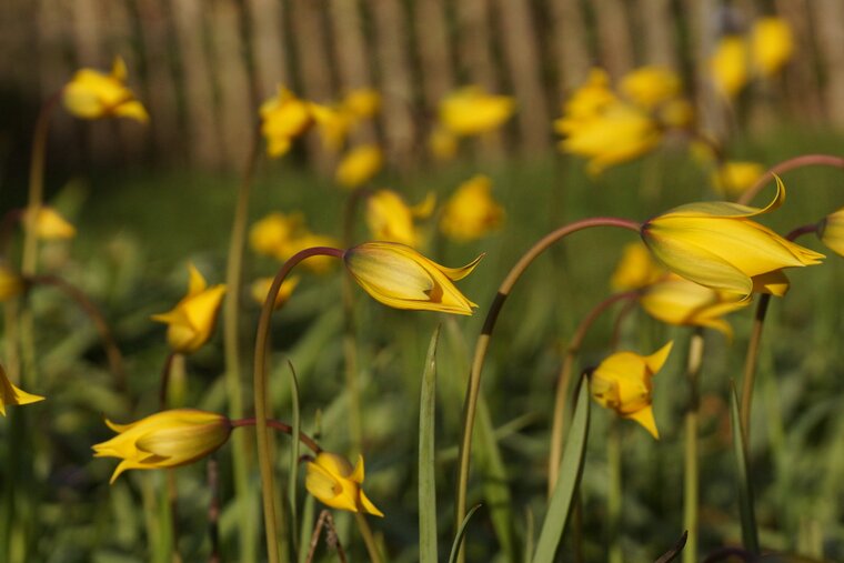 Tulipe sylvestre